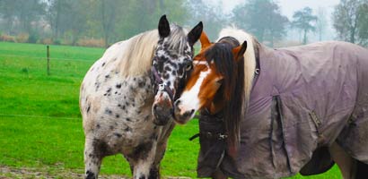 Namaak lus Misverstand Paard & Pony Plezier